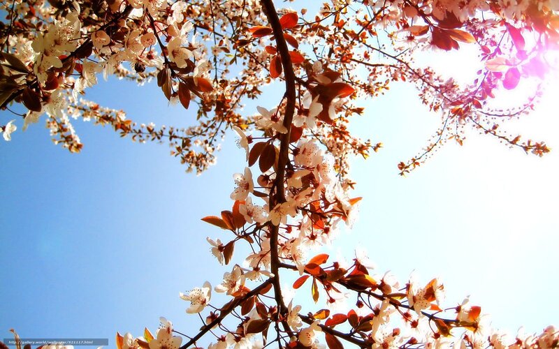 Cherry Blossoms on Branches — Blue, Serene, Spring, Photograph
