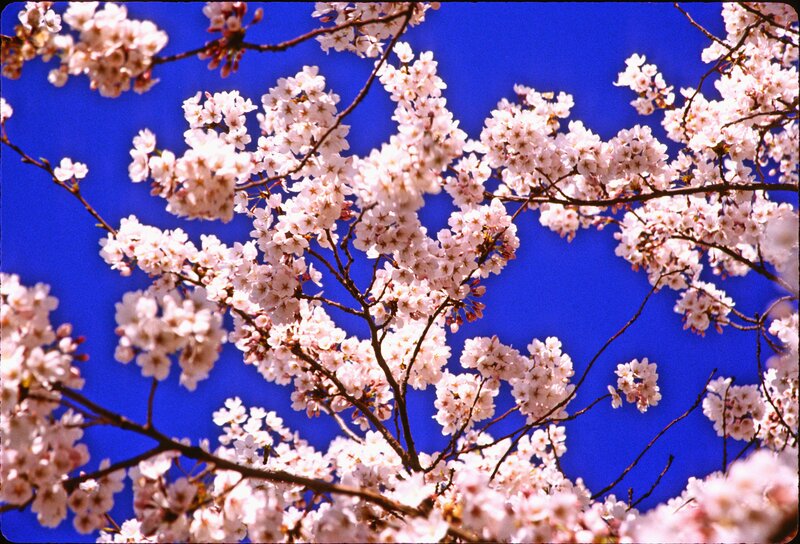 Cherry Blossoms on Branches — Blue, Serene, Spring