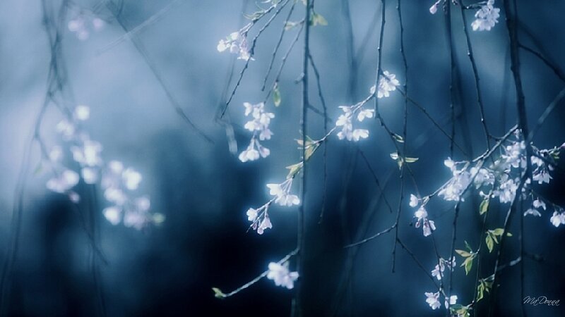 Cherry Blossoms on Branches — Blue, Serene