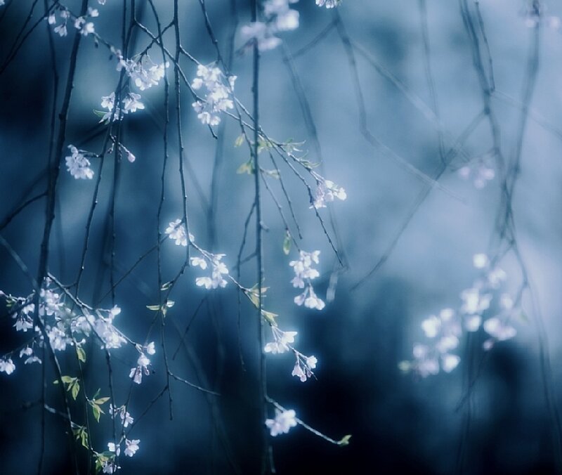 Cherry Blossoms on Branches — Blue