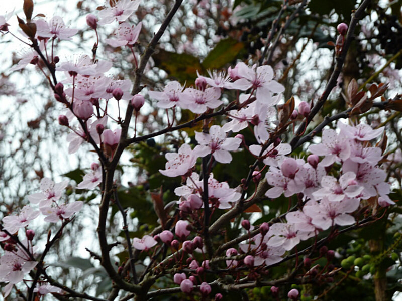 Cherry Blossoms on Branches — Pink, Calm