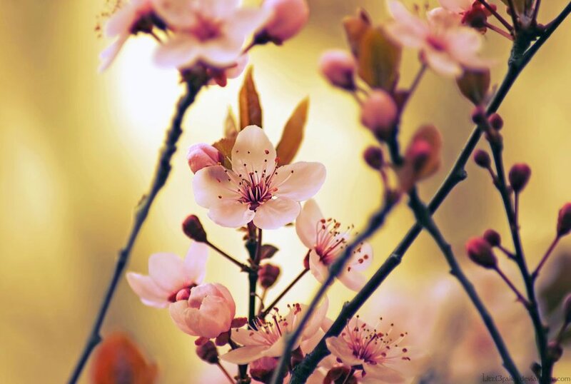 Cherry Blossoms on Branches — Pink, Serene, Spring, Photograph, Buds