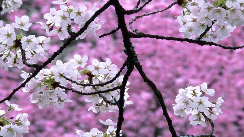 Cherry Blossoms on Branches — Pink, Serene, Spring, Photograph, Flowers, Bloom