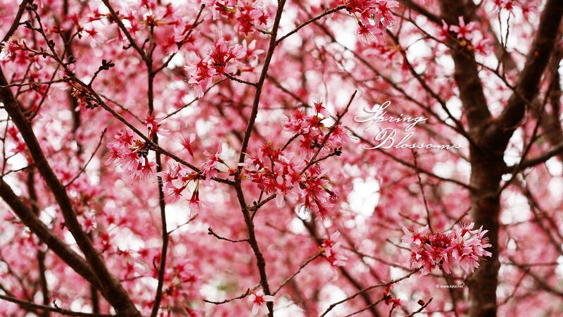Cherry Blossoms on Branches — Pink, Serene, Spring, Photograph, Flowers