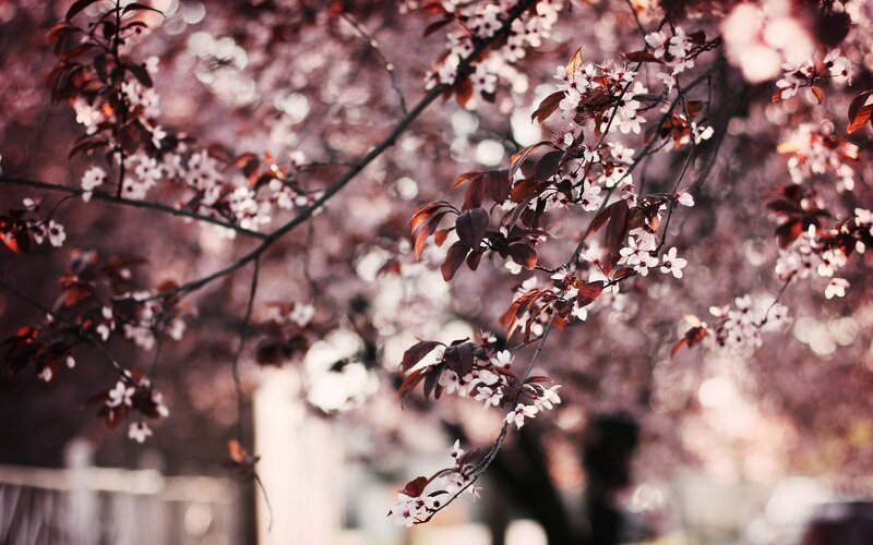 Cherry Blossoms on Branches — Pink, Serene, Spring, Photograph, Leaves, Flowers