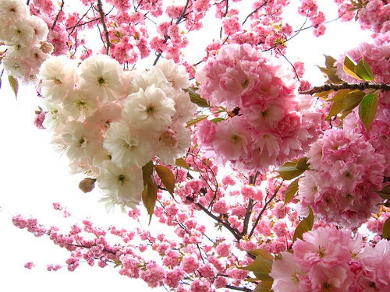 Cherry Blossoms on Branches — Pink, Serene, Spring, Photograph, Leaves