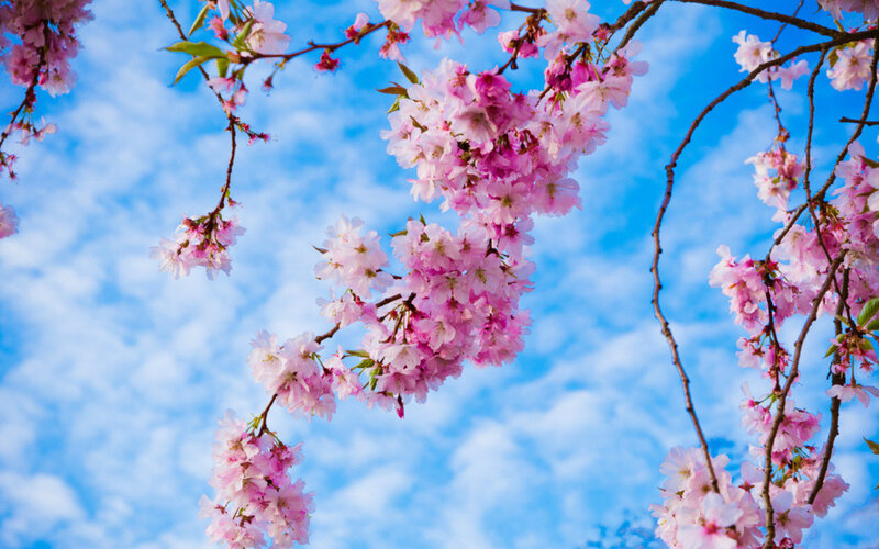Cherry Blossoms on Branches — Pink, Serene, Spring, Photograph, Sky, Clouds