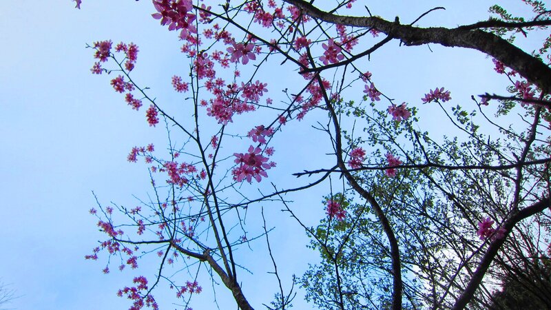Cherry Blossoms on Branches — Pink, Serene, Spring, Photograph, Sky, Leaves