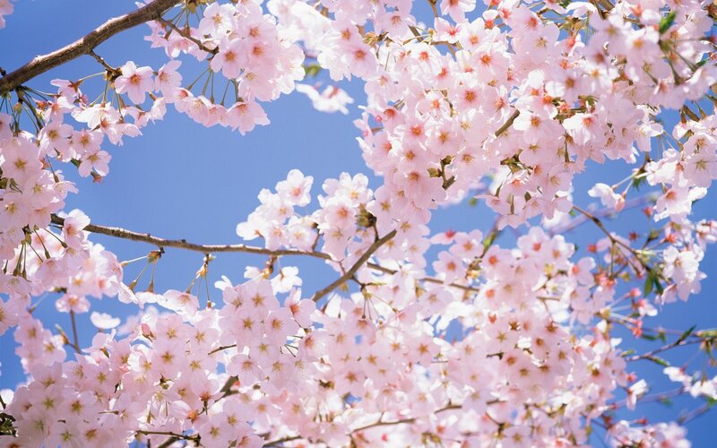 Cherry Blossoms on Branches — Pink, Serene, Spring, Photograph, Sky