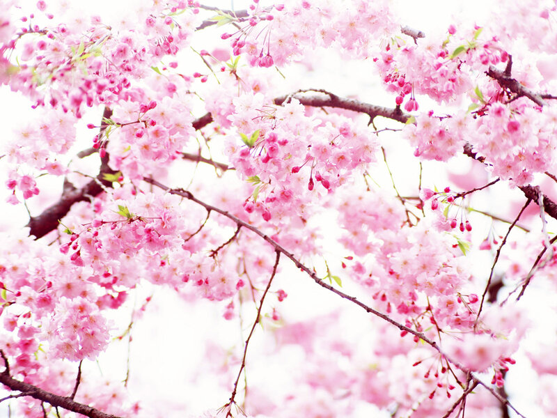 Cherry Blossoms on Branches — Pink, Serene, Spring, Photograph