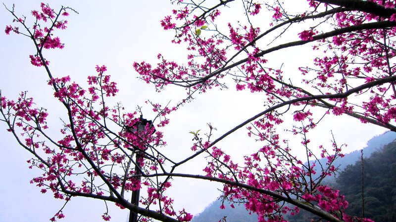 Cherry Blossoms on Branches — Pink, Serene, Spring, Photograph, Tree