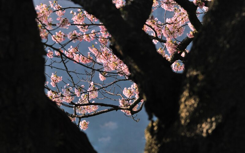Cherry Blossoms on Branches — Pink, Serene, Spring, Photograph, Tree Trunk, Sky