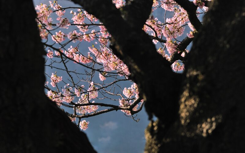 Cherry Blossoms on Branches — Pink, Serene, Spring, Photograph, Tree Trunk
