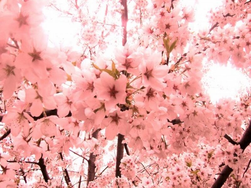 Cherry Blossoms on Branches — Pink, Serene