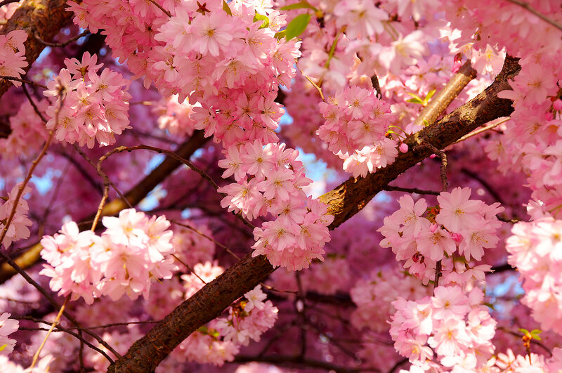 Cherry Blossoms on Branches — Pink