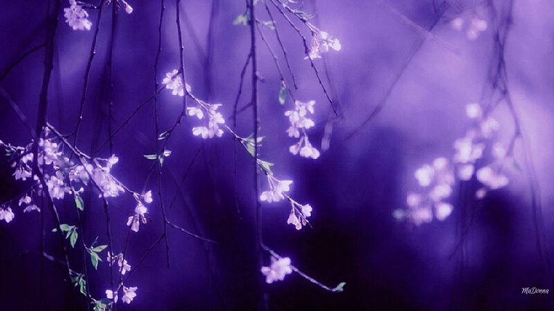 Cherry Blossoms on Branches — Purple, Serene, Night