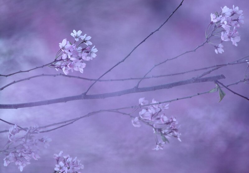 Cherry Blossoms on Branches — Purple, Serene