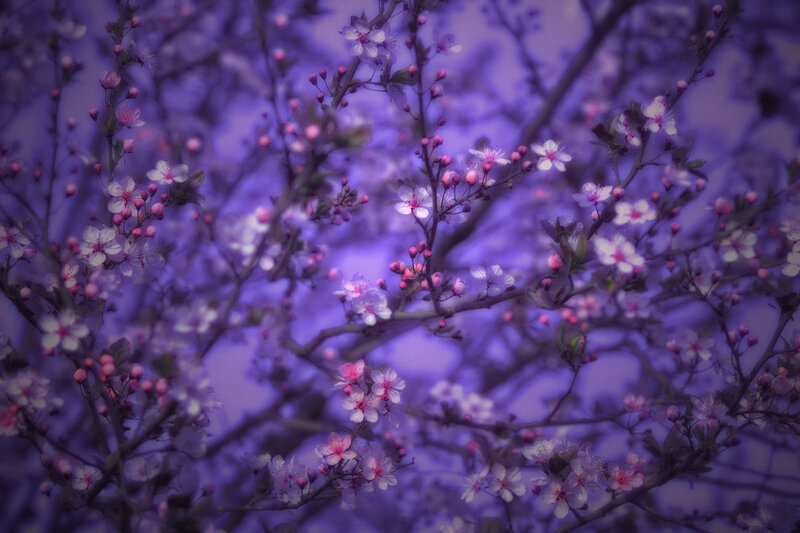 Cherry Blossoms on Branches — Purple