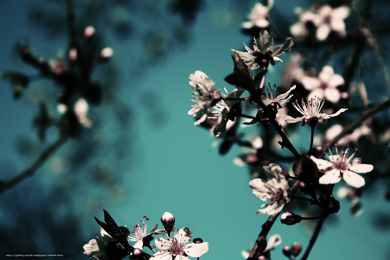 Cherry Blossoms on Branches — Teal