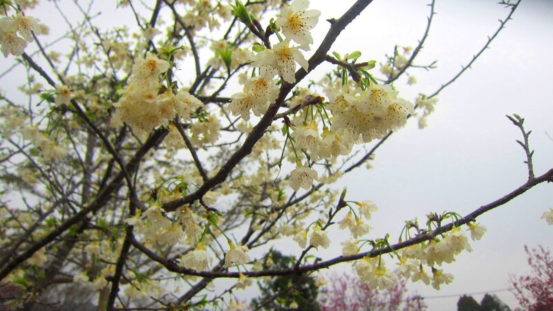 Cherry Blossoms on Branches — White, Calm