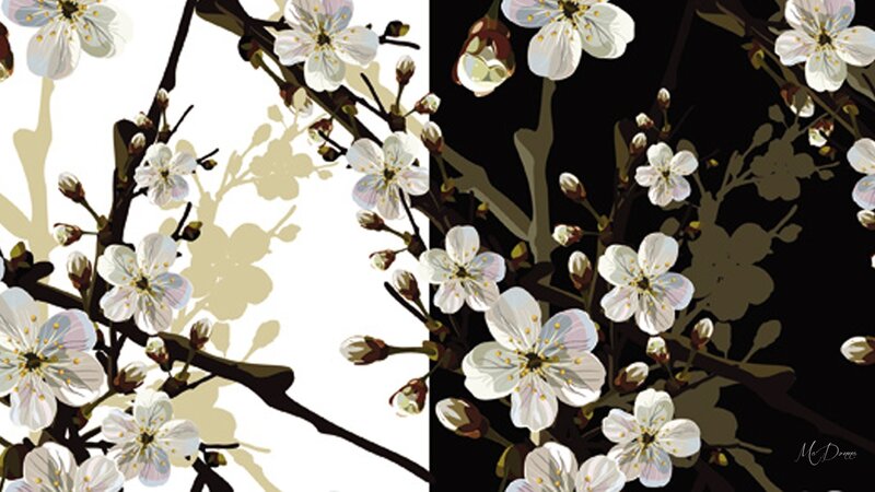 Cherry Blossoms on Branches — White, Dramatic