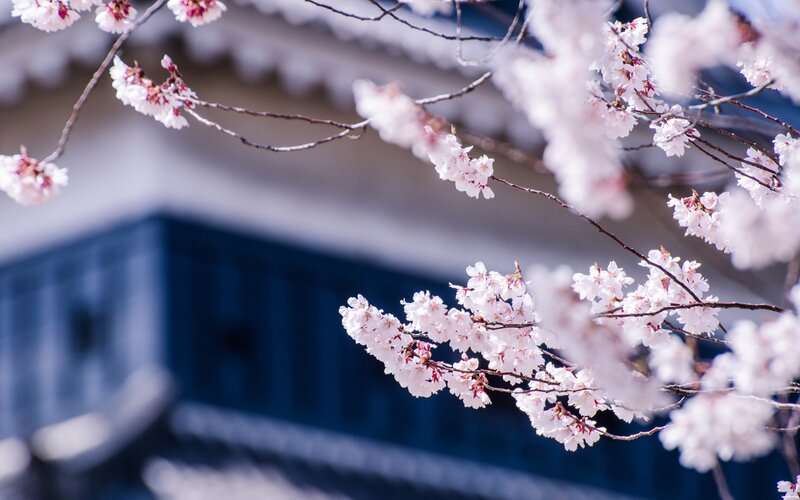 Cherry Blossoms on Branches — White, Serene, Spring, Photograph, Building