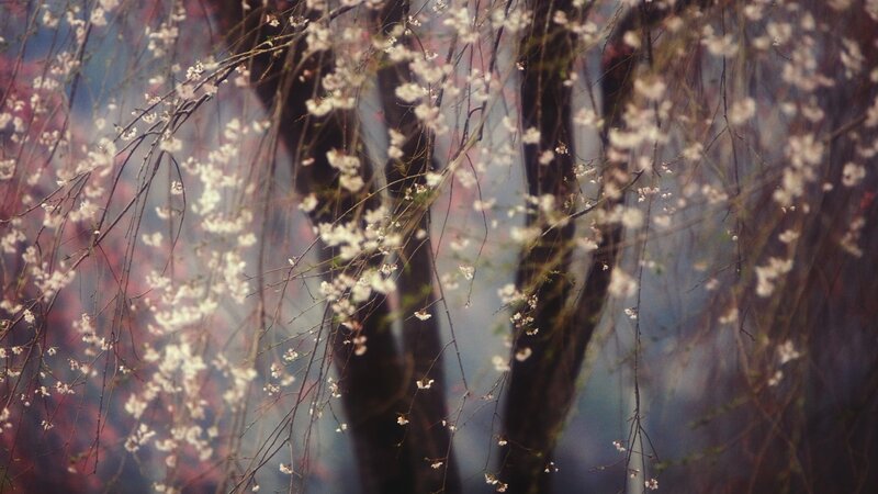Cherry Blossoms on Branches — White, Serene, Spring, Photograph, Flowers
