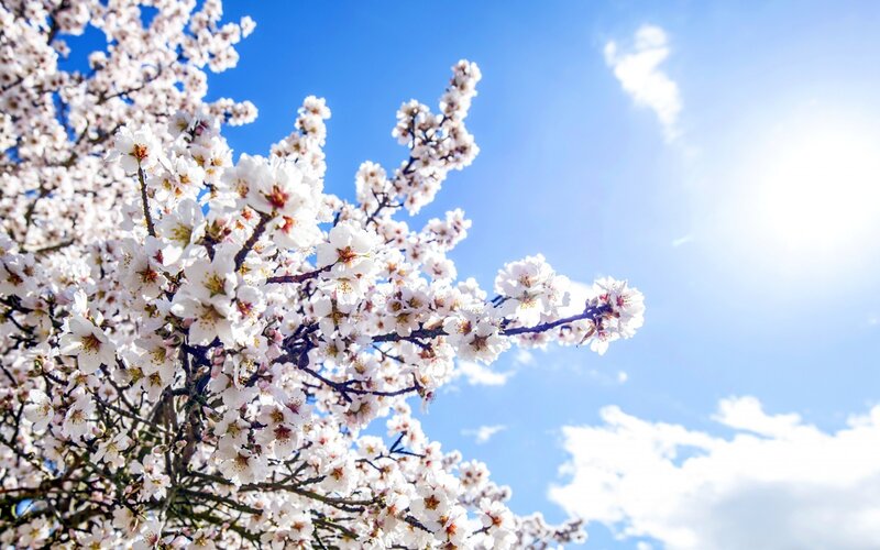 Cherry Blossoms on Branches — White, Serene, Spring, Photograph, Sky