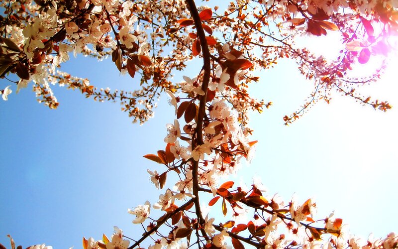 Cherry Blossoms on Branches — White, Serene, Spring