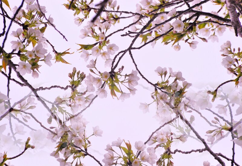 Cherry Blossoms on Branches — White, Serene