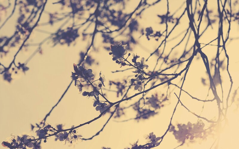 Cherry Blossoms on Branches — Yellow