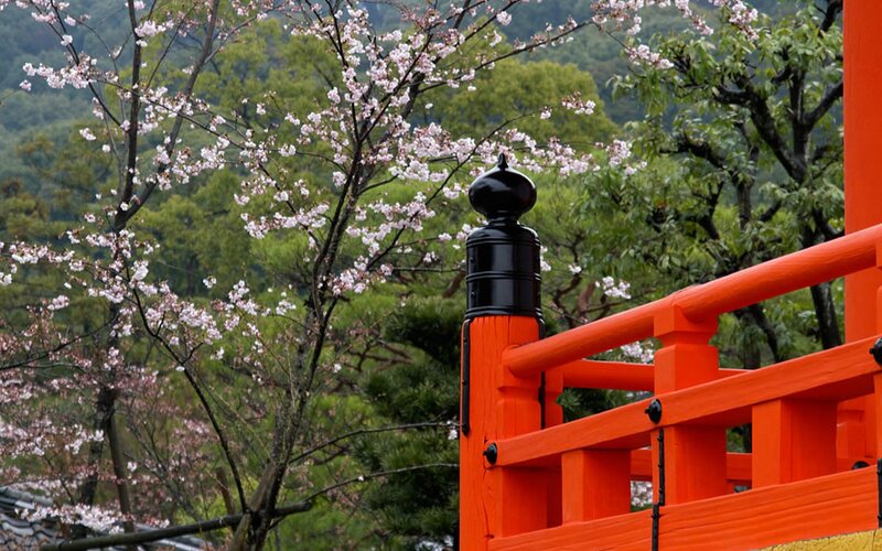 Cherry Blossoms on Bridge — Orange