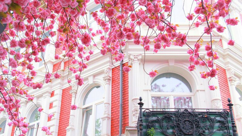 Cherry Blossoms on Building — Pink