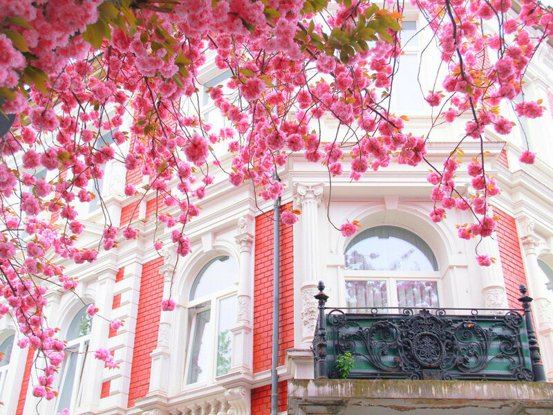 Cherry Blossoms on Building