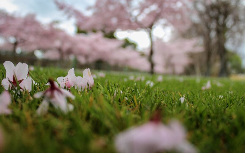 Cherry Blossoms on Grass