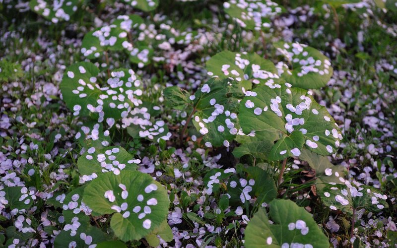 cherry blossoms on green leaves