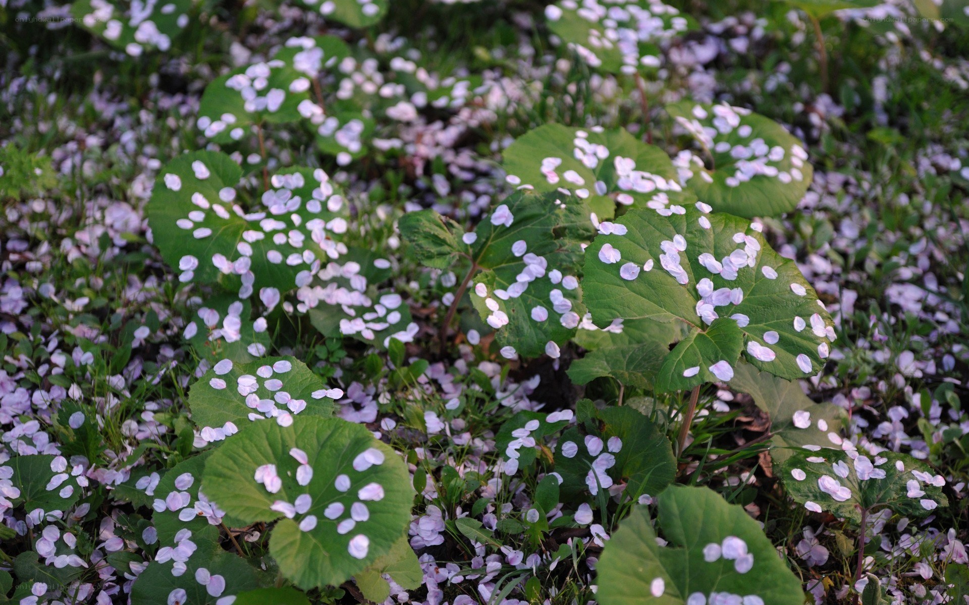 cherry blossoms on green leaves