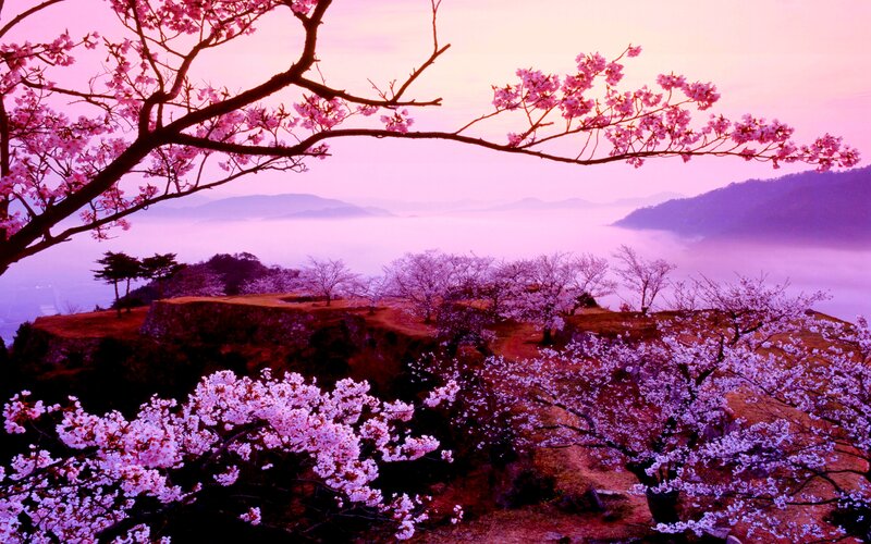 Cherry Blossoms on Hill