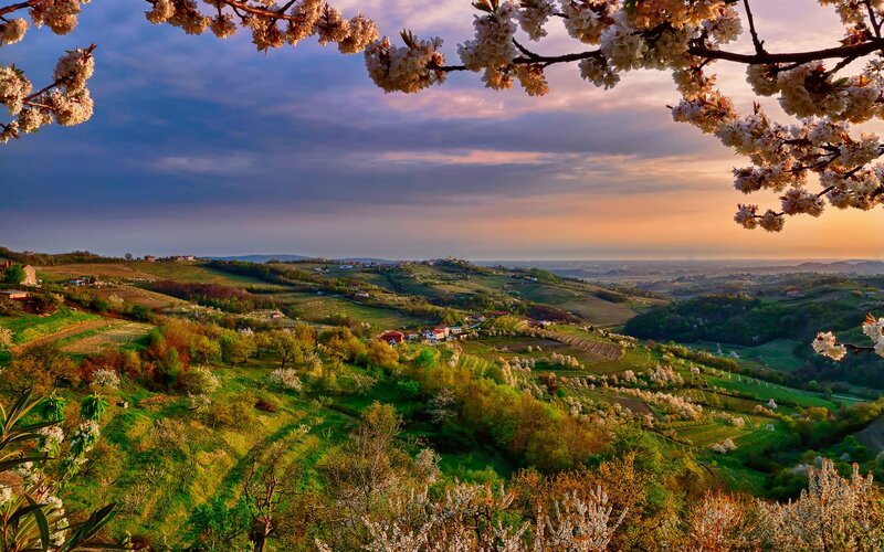 Cherry Blossoms on Hills — Green