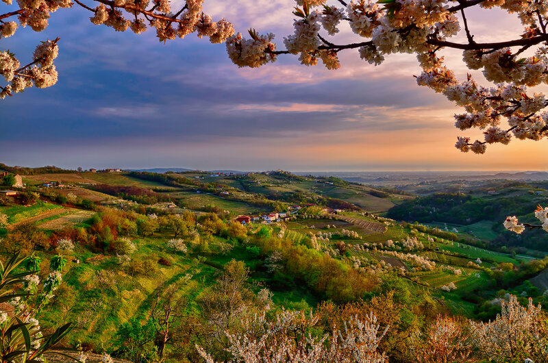 Cherry Blossoms on Hills
