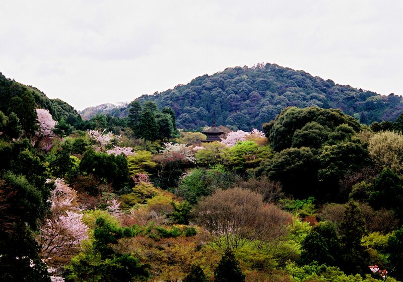 Cherry Blossoms on Hillside — Green
