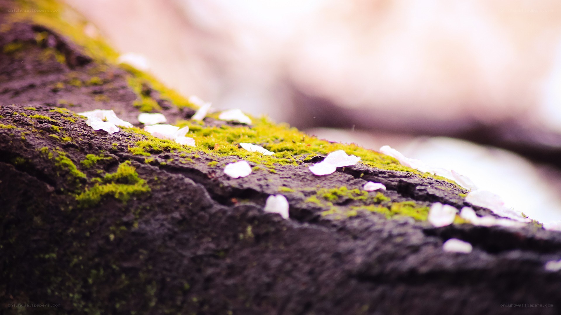 cherry blossoms on mossy rock