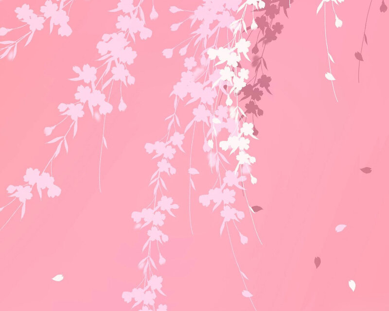 cherry blossoms on pink