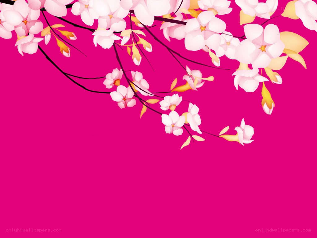 cherry blossoms on pink background