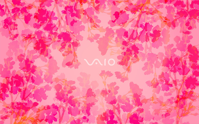Cherry Blossoms on Pink — Calm