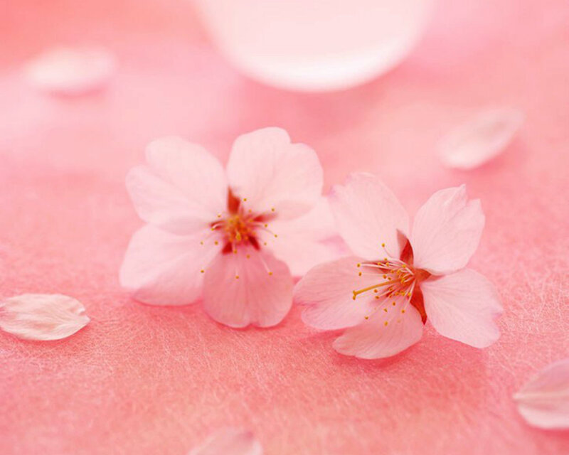 Cherry Blossoms on Pink — Serene
