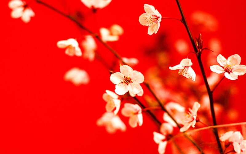 cherry blossoms on red