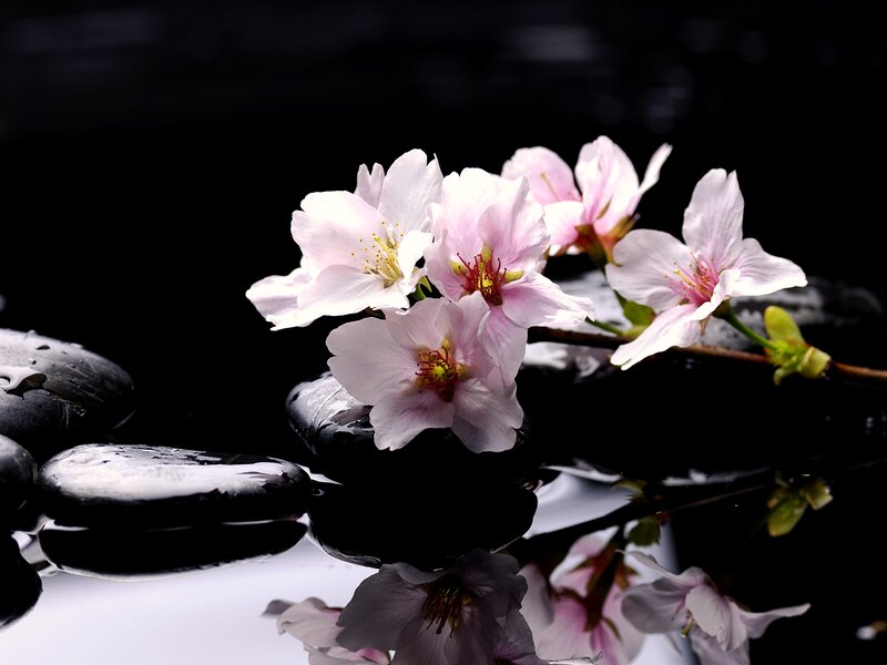 Cherry Blossoms on Rocks — Black, Serene, Spring, Photograph, Flowers