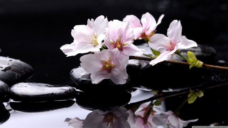 Cherry Blossoms on Rocks — Black, Serene, Spring, Photograph, Flowers, Water