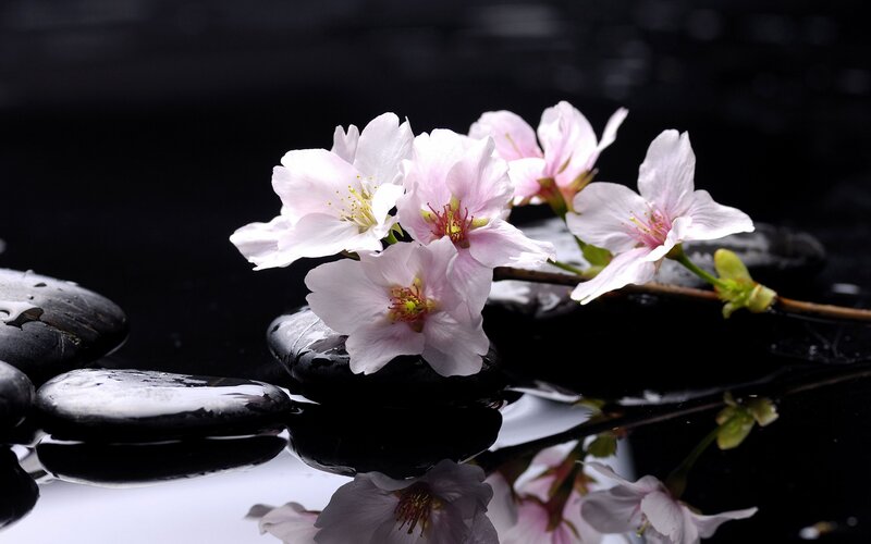 Cherry Blossoms on Rocks — Black, Serene, Spring, Photograph